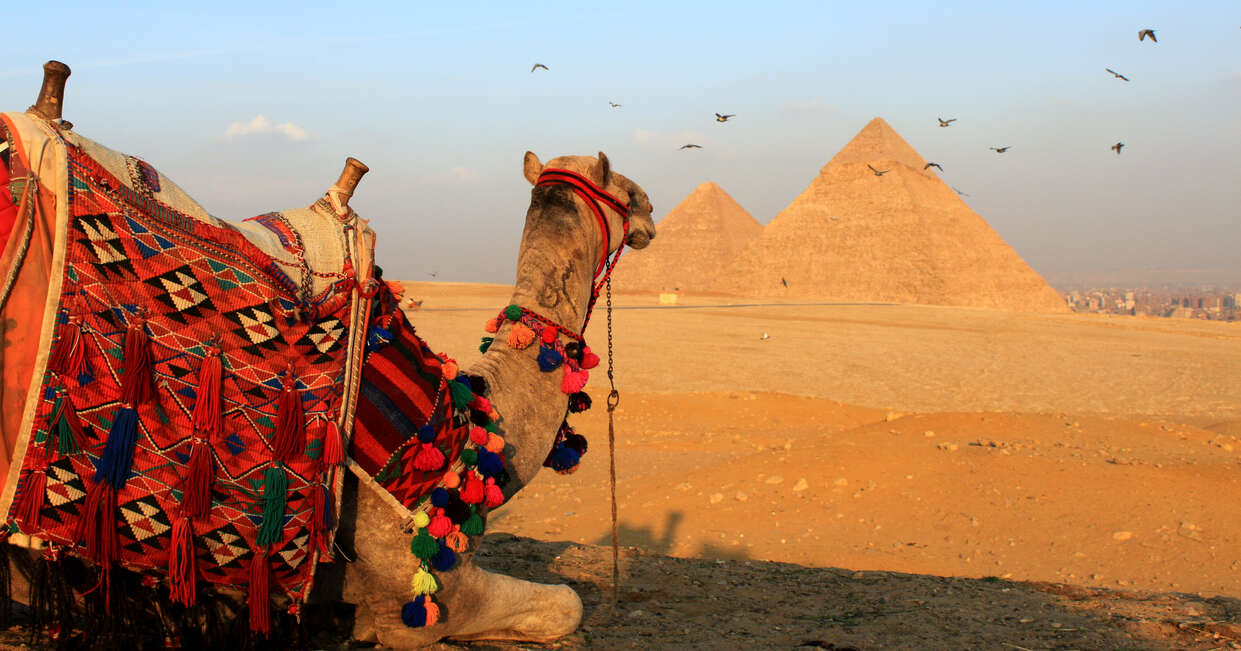 Camels at the Pyramids of Giza